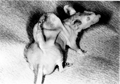 Image 1 on page 411 (no description)